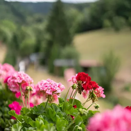 Sonnenblick Lägenhet