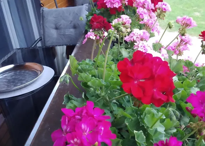 Sonnenblick * Oberharmersbach